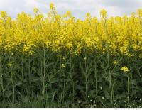 free photo texture of plant fields 